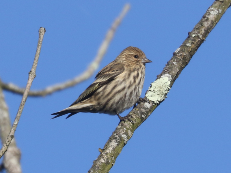 Mystery bird to be identified