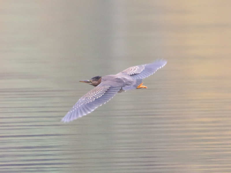 Mystery bird to be identified