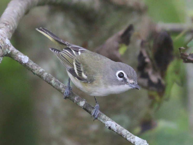 Mystery bird to be identified