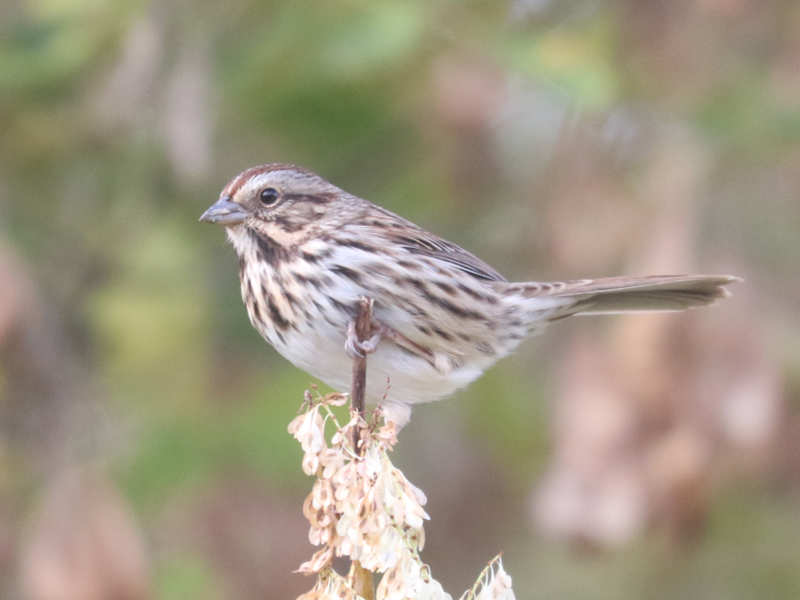 Mystery bird to be identified