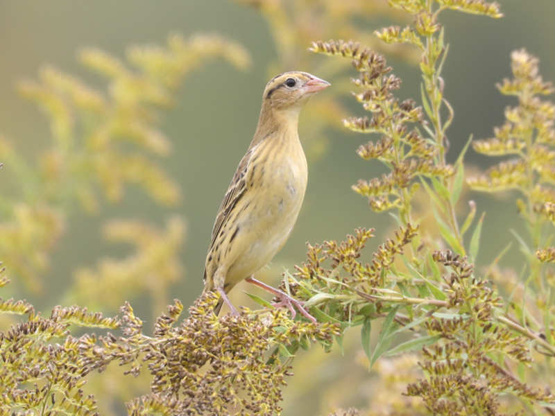 Mystery bird to be identified