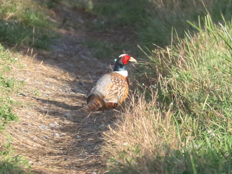 Mystery bird to be identified