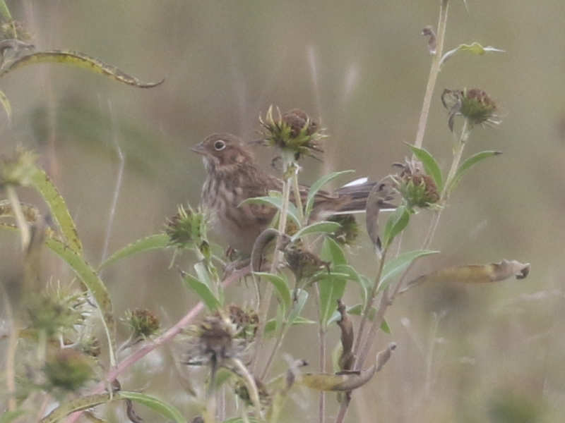 Mystery bird to be identified