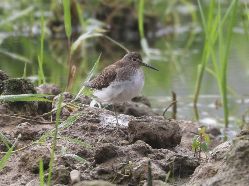 Mystery bird to be identified