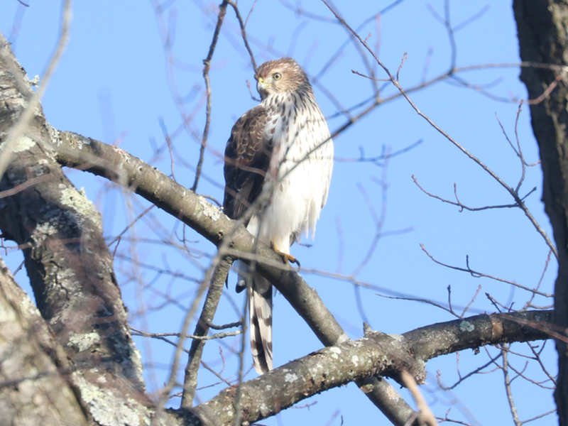 Mystery bird to be identified