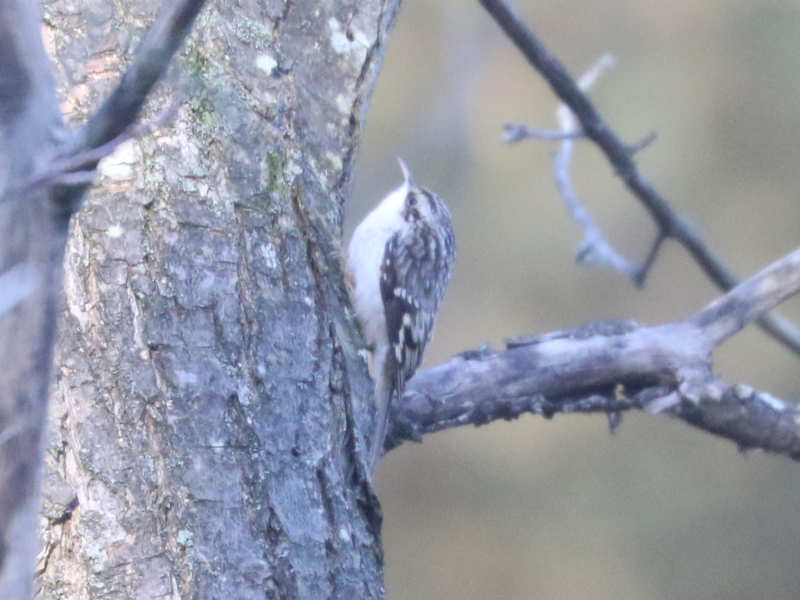 Mystery bird to be identified