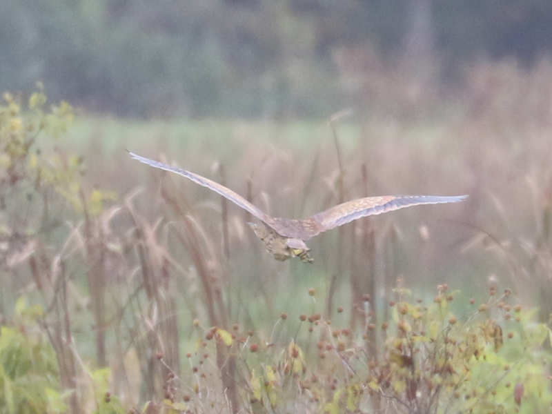 Mystery bird to be identified