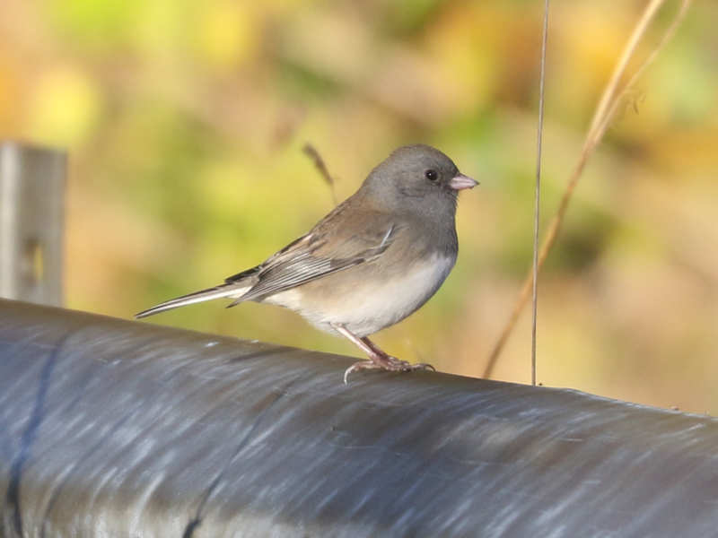 Mystery bird to be identified