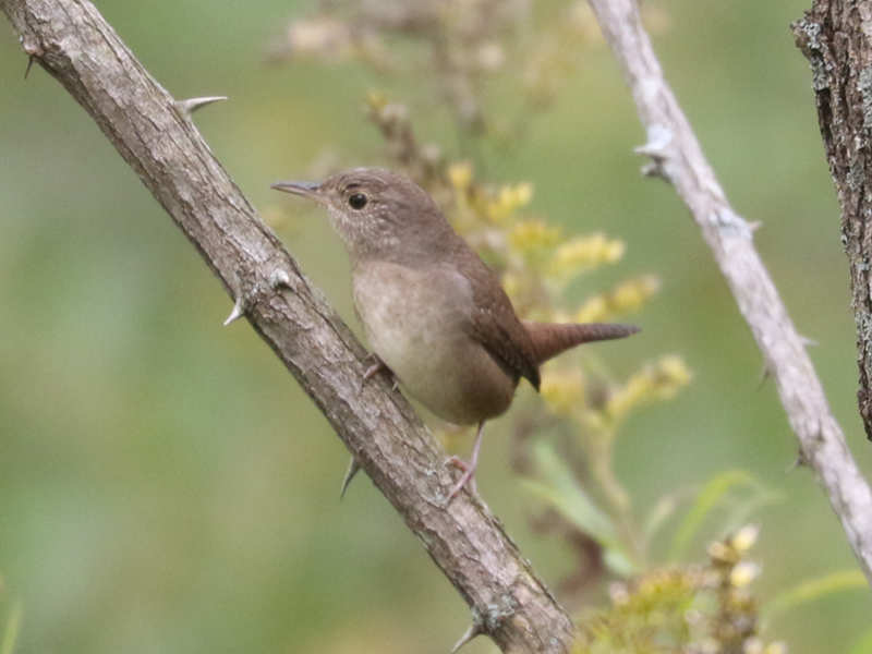 Mystery bird to be identified