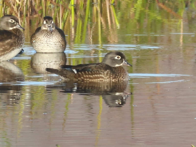 Mystery bird to be identified