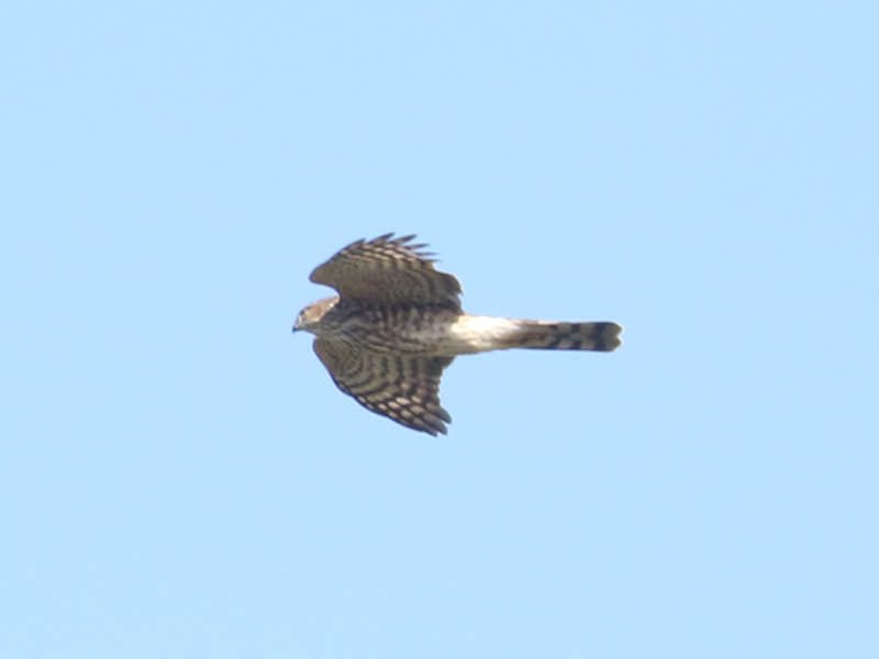 Mystery bird to be identified