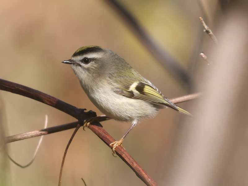 Mystery bird to be identified