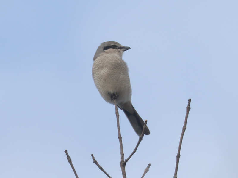 Mystery bird to be identified