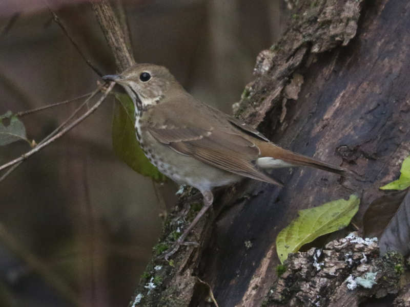 Mystery bird to be identified