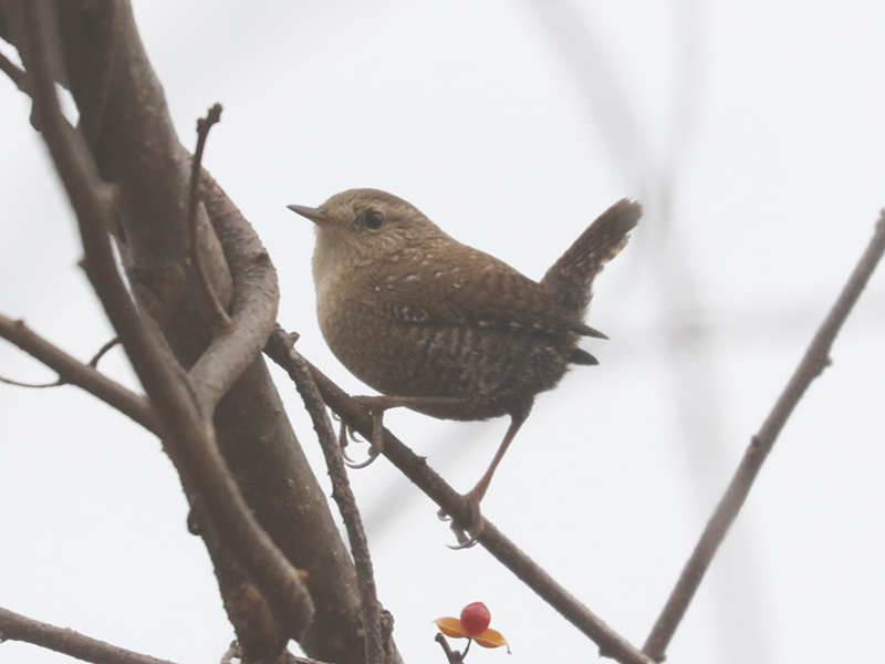 Mystery bird to be identified