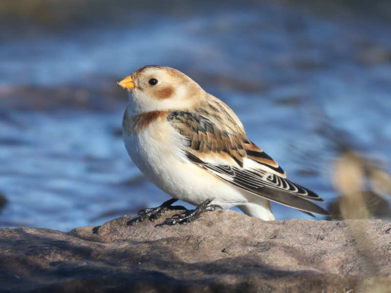 Mystery bird to be identified