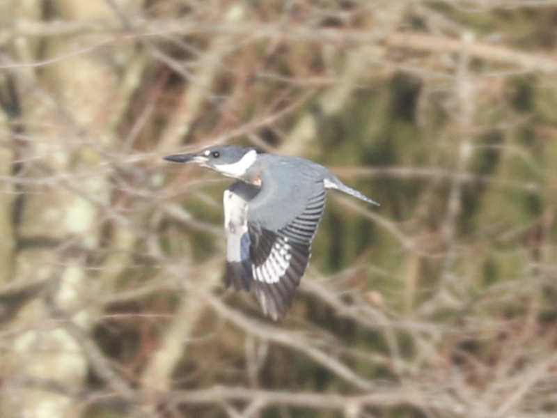 Mystery bird to be identified