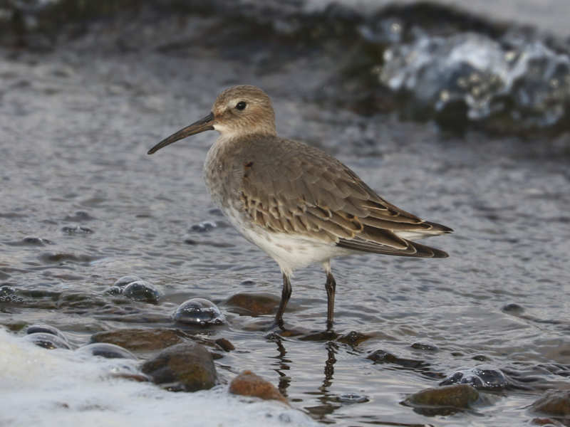 Mystery bird to be identified