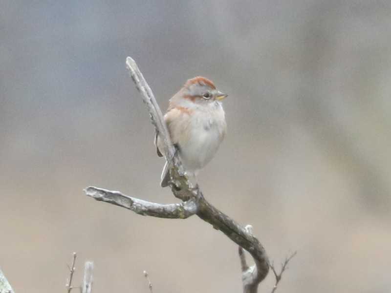 Mystery bird to be identified