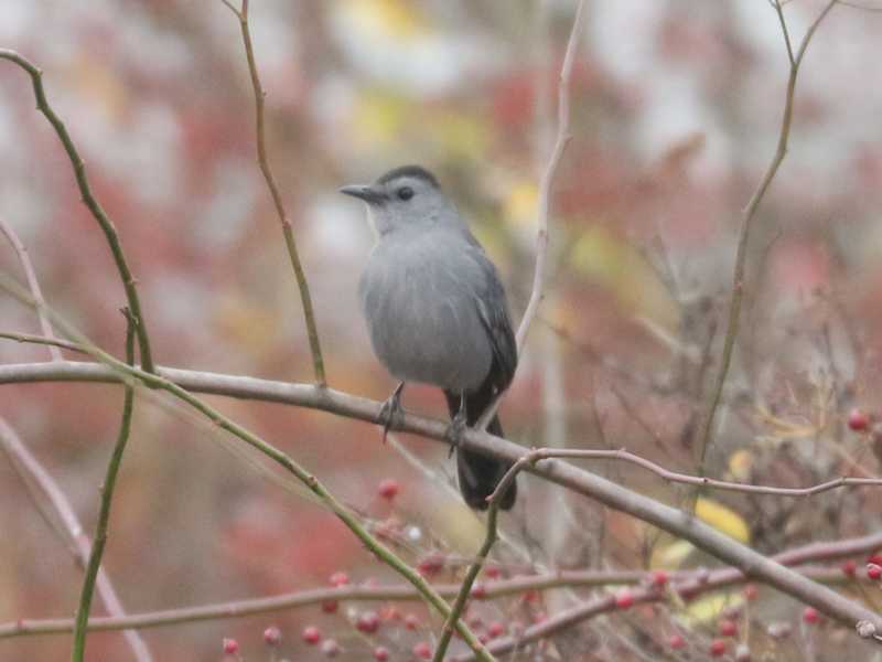 Mystery bird to be identified