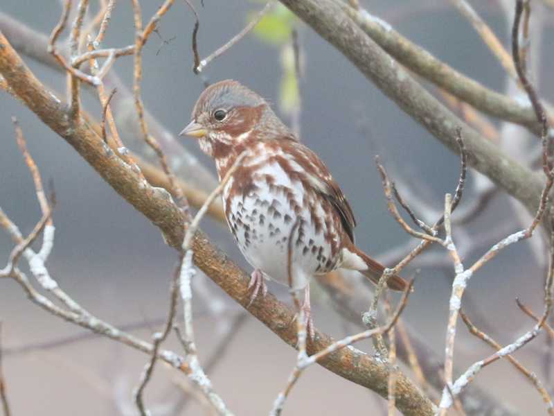 Mystery bird to be identified