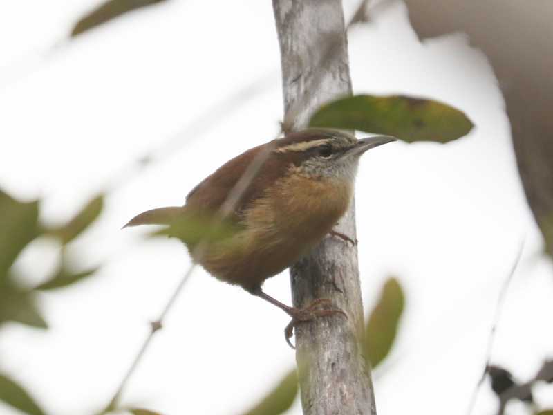 Mystery bird to be identified