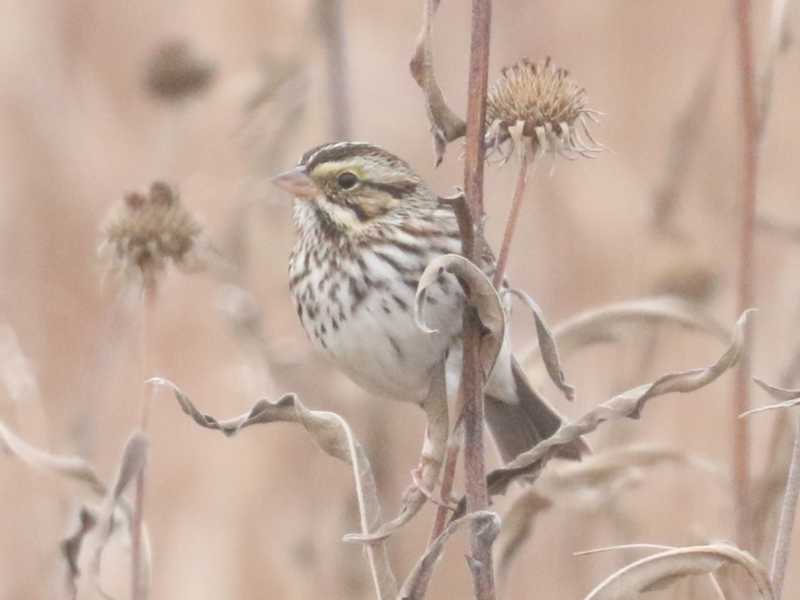 Mystery bird to be identified