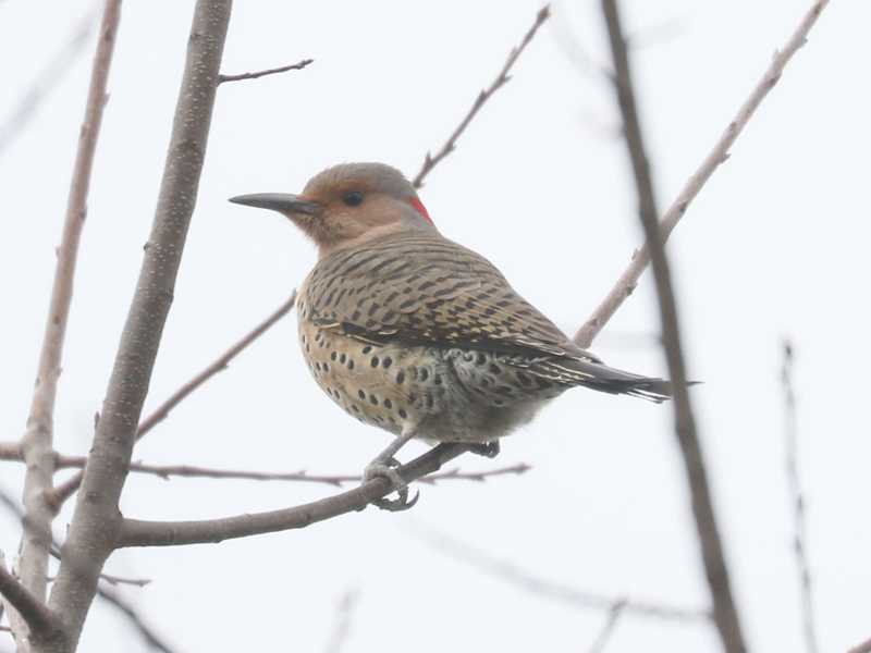 Mystery bird to be identified