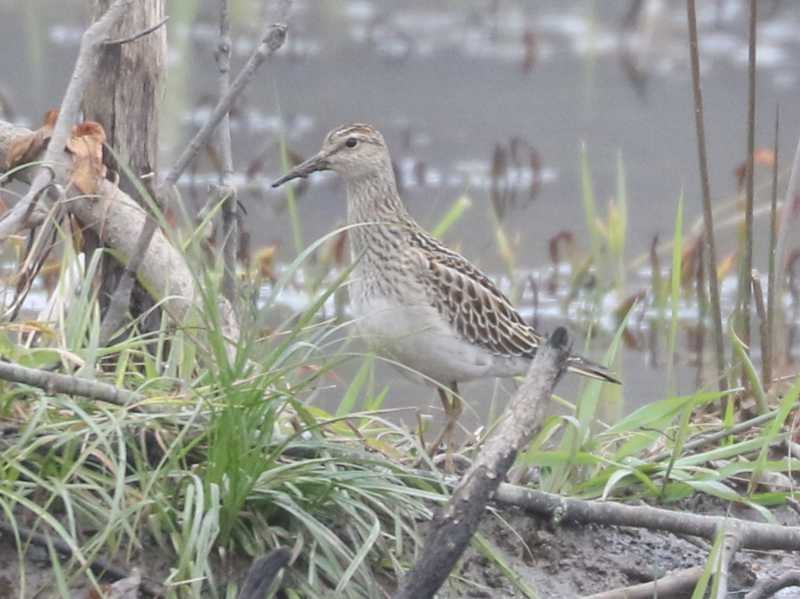 Mystery bird to be identified