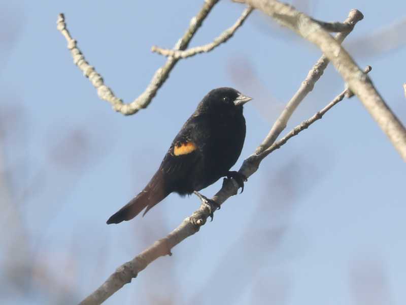 Mystery bird to be identified