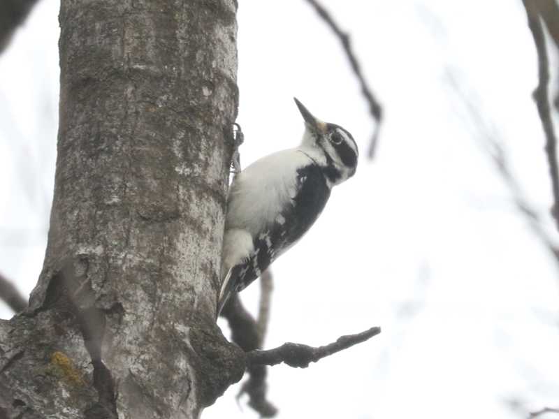 Mystery bird to be identified