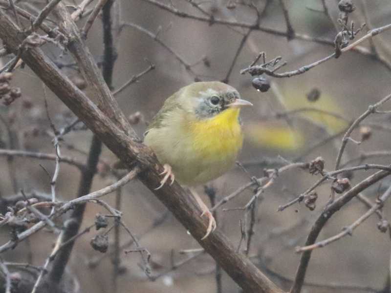 Mystery bird to be identified