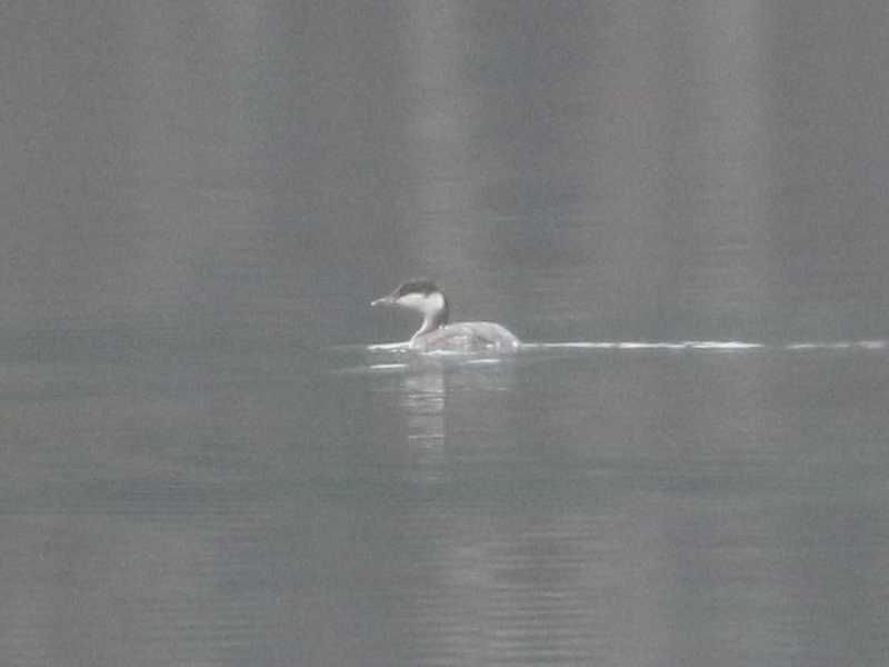 Mystery bird to be identified