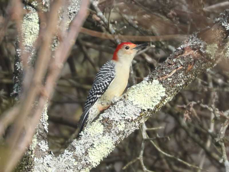 Mystery bird to be identified