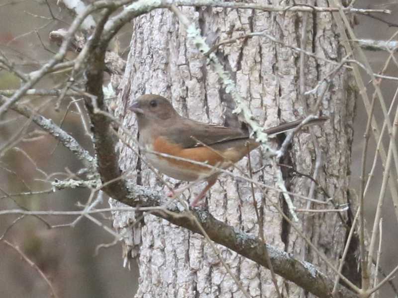 Mystery bird to be identified