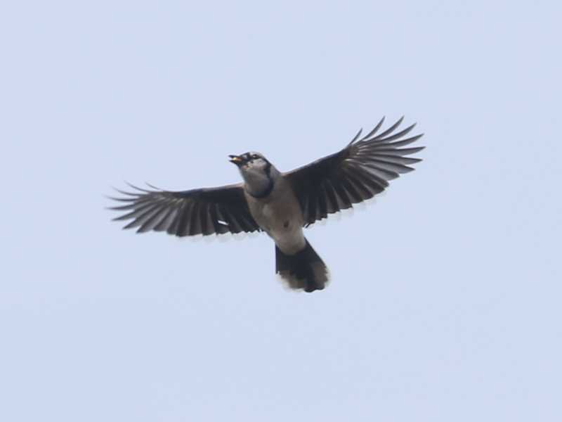 Mystery bird to be identified