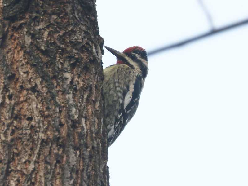 Mystery bird to be identified