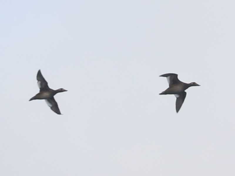 Mystery birds to be identified