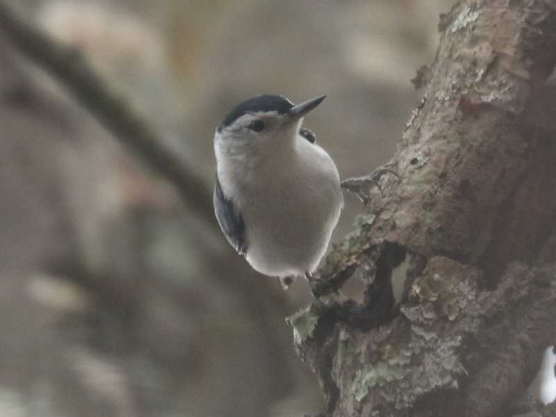 Mystery bird to be identified