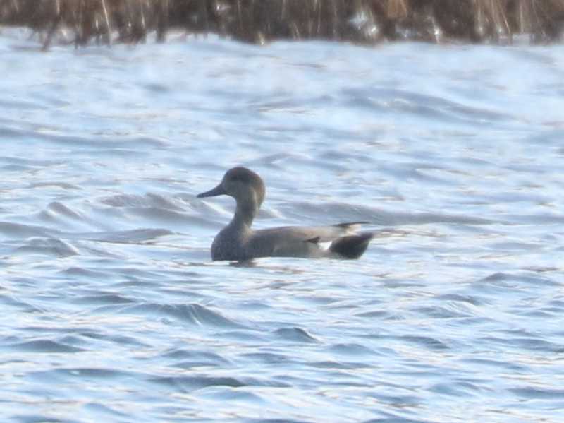 Mystery bird to be identified