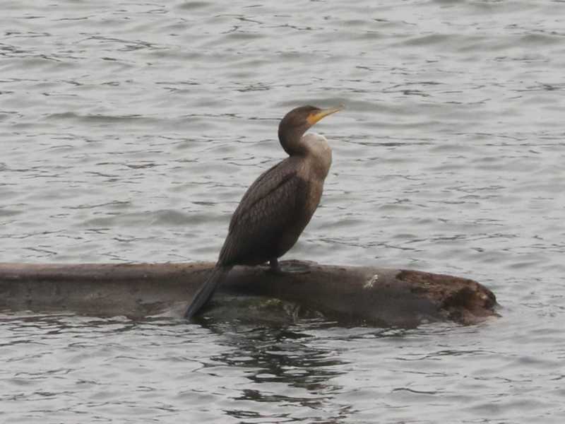 Mystery bird to be identified