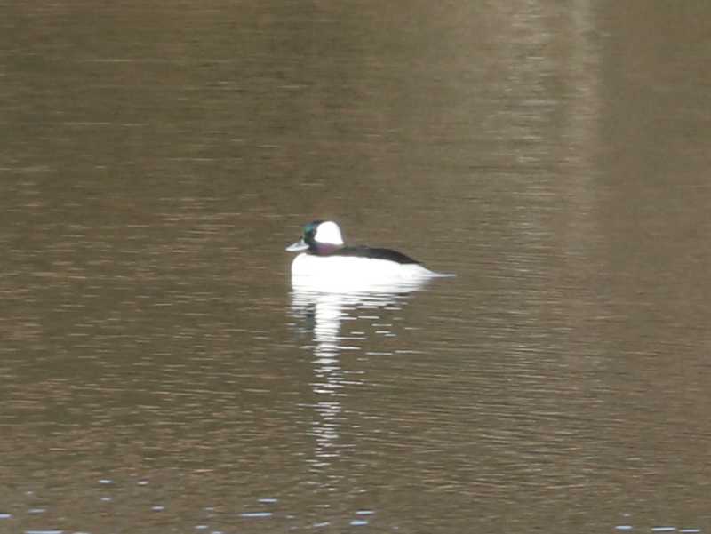 Mystery bird to be identified