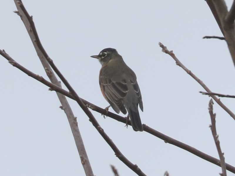 Mystery bird to be identified