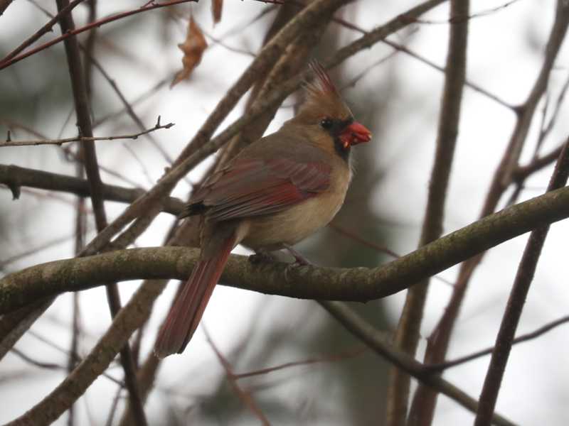 Mystery bird to be identified