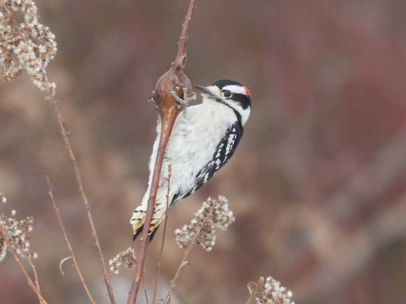 Mystery bird to be identified