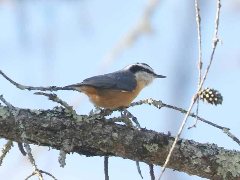 Mystery bird to be identified