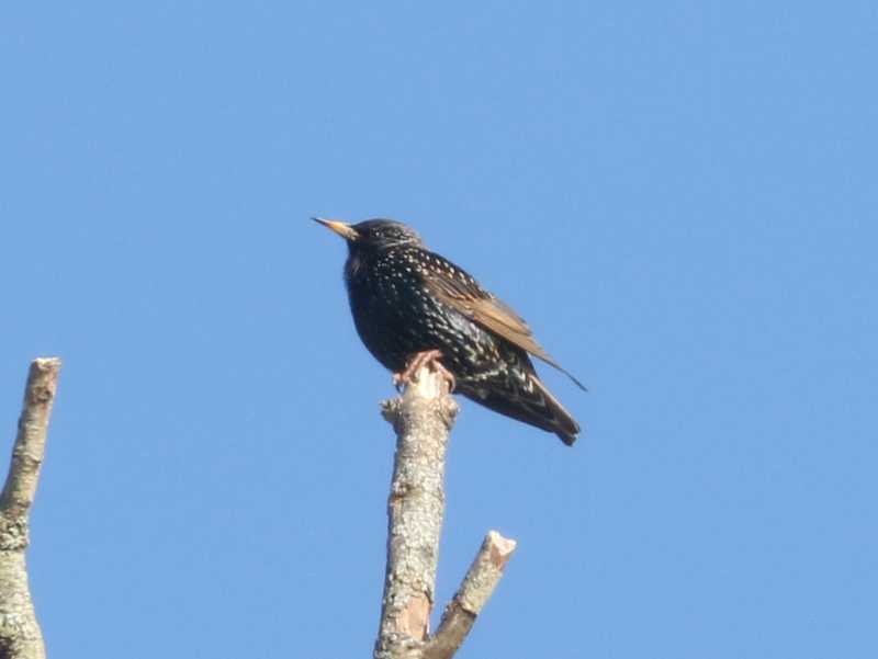 Mystery bird to be identified