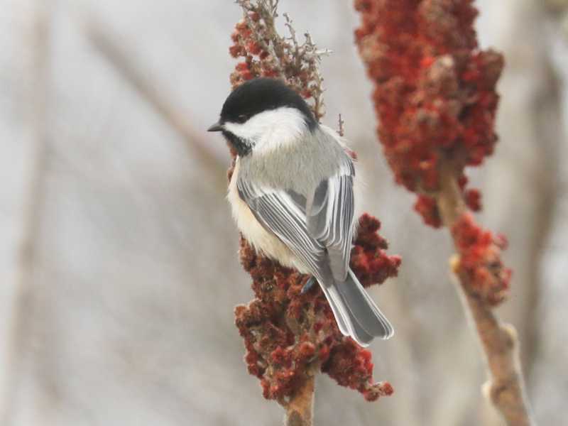 Mystery bird to be identified