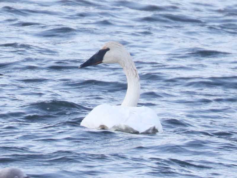 Mystery bird to be identified