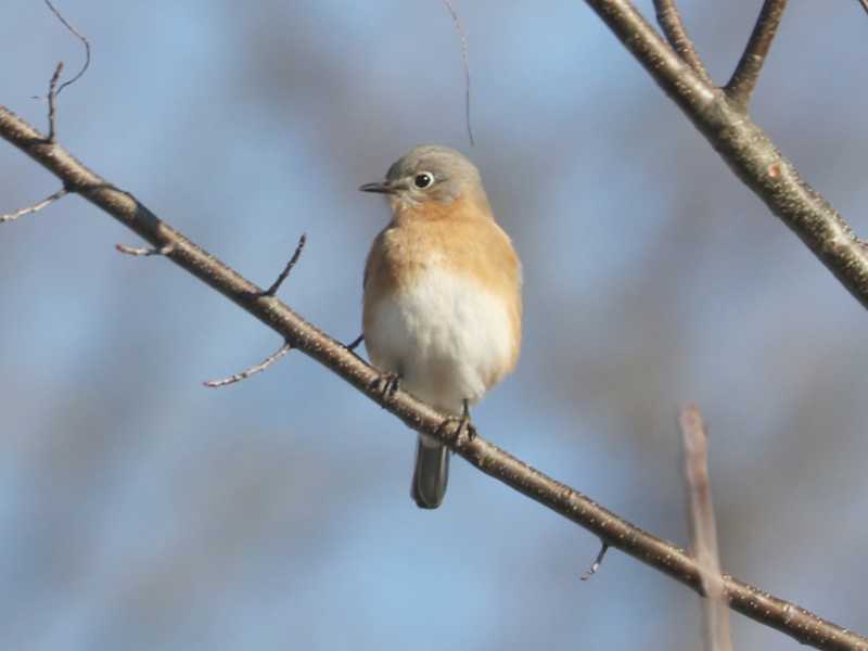 Mystery bird to be identified